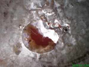 DSC00003